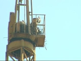 Un horizonte de grúas en Lleida colonizado por cigüeñas