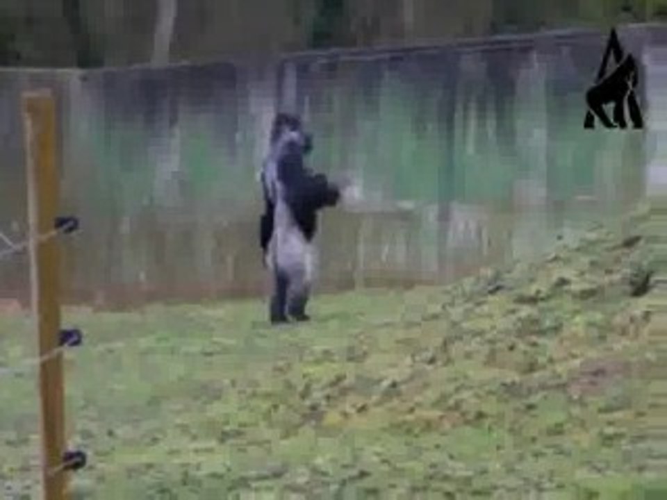 El gorila que camina (parte 2)