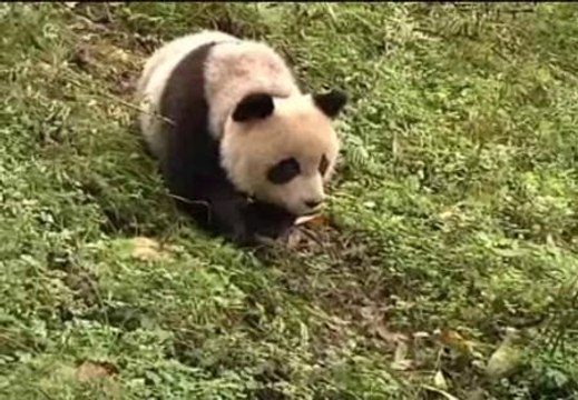 A la captura del oso panda disfrazados