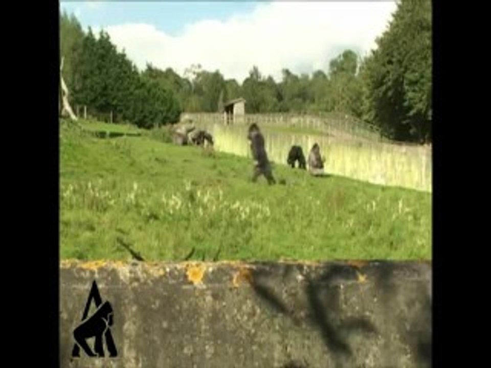 El gorila que camina (parte 1)