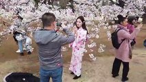 Beautiful scenes as sakura cherry blossom blooms in Tokyo park