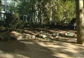 La Plaza de España de Madrid se convierte en un basurero