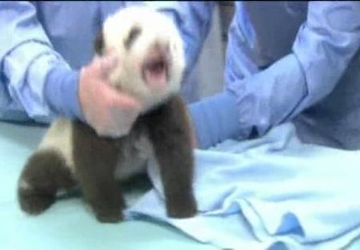 La cría de oso panda del zoo de San Diego se encuentra en perfecto estado