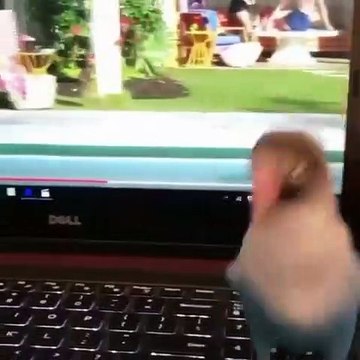 Quand un oiseau danse sur Dua Lipa, voici ce que ça donne !