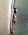Ce que ce chien fait quand c'est l'heure de sa douche est à mourir de rire