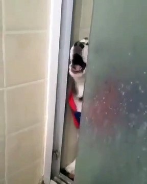 Ce que ce chien fait quand c'est l'heure de sa douche est à mourir de rire