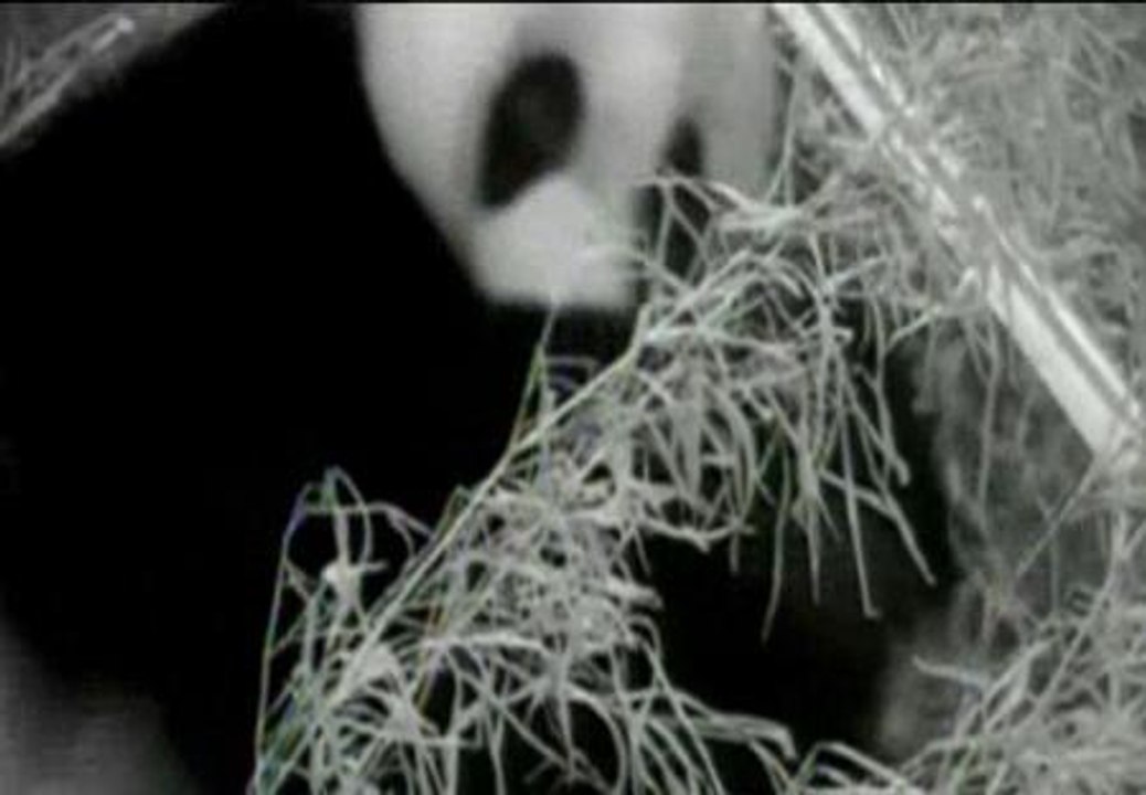Muere la cría de oso panda del zoo de Washington