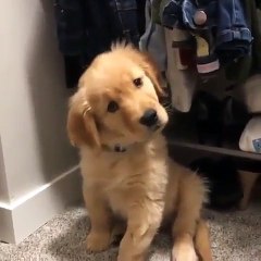 La fourrure de ce chiot est splendide. Regardez !