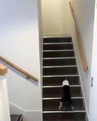 Voici comment agit un chien heureux. Trop marrant !