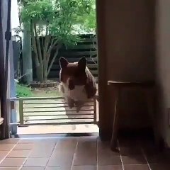 Admirez la bonne humeur contagieuse de ce magnifique chien. Adorable !