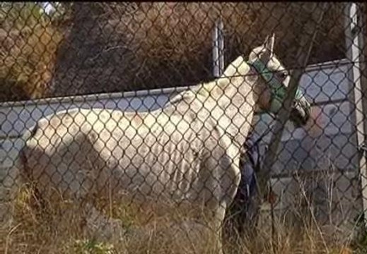Liberados una veintena de caballos desnutridos y abandonados en una finca de Barcelona