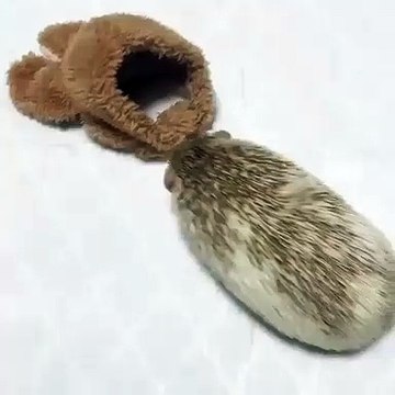 Ce petit hérisson est le plus mignon du monde. Vous allez craquer !