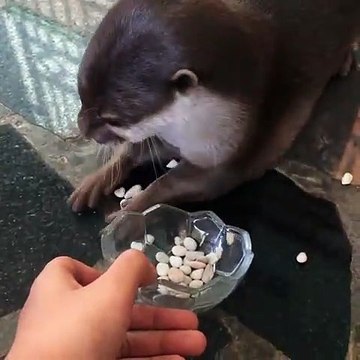 Ce bébé loutre adore jouer avec des cailloux. Trop chou !