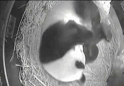 Soprende el nacimiento de una cría de oso panda en San Diego