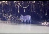 Un koala se sube a la barca de unos piraguistas en la Costa Dorada de Australia