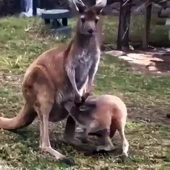 Ce bébé kangourou rentrant dans la poche de sa mère va vous mettre les larmes aux yeux !
