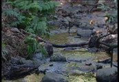 Desastre ecológico en el Parque Nacional de Garajonay