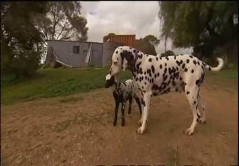 Madre no hay más que una