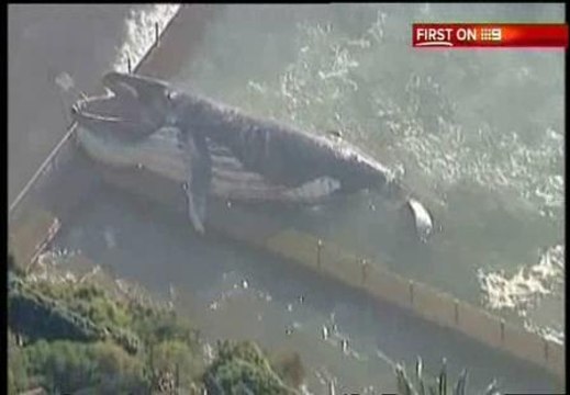 Una ballena de 30 toneladas sorprende en una playa australiana