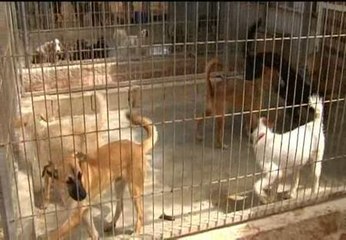 Download Video: Se dispara el abandono de perros