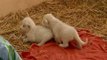 Nacen dos crías de león blanco en México