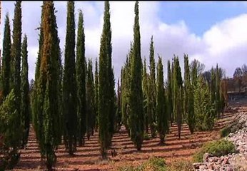 Los cipreses plantados en Andilla, Valencia, sobreviven al fuego que arrasó la zona