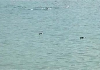 Tres pingüinos aparecen en la playa de Río de Janeiro