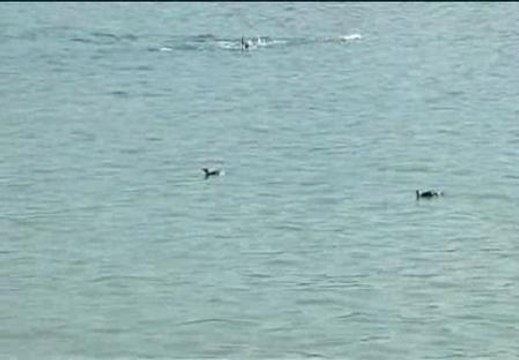 Tres pingüinos aparecen en la playa de Río de Janeiro