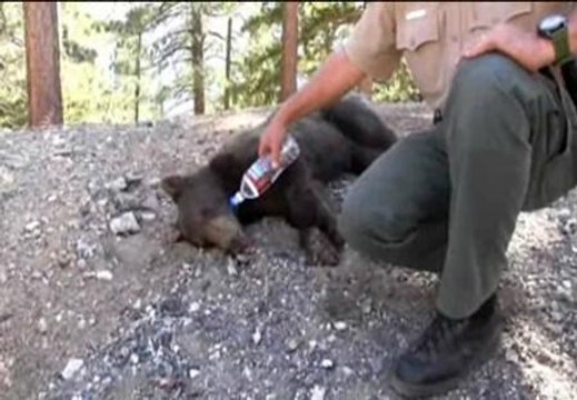 Devuelven al bosque a un oso capturado en una zona residencial de California