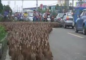 Un agricultor saca a pasear a 5.000 patos
