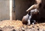 Un rinoceronte blanco nace en un zoológico de Israel