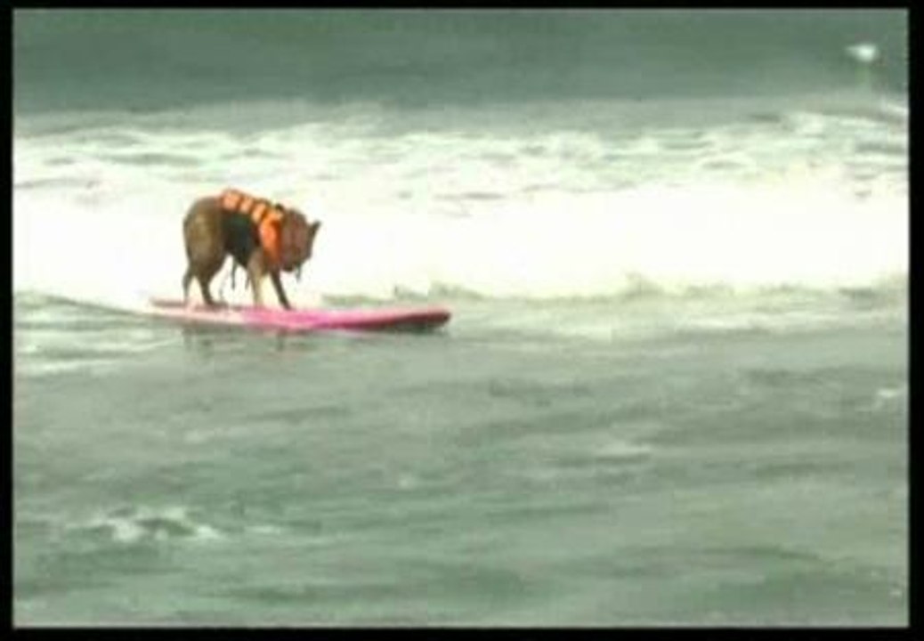 Más de 50 perros en una nueva edición de surfistas caninos