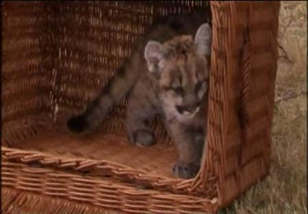 El zoo de Berlín presenta a su cría de puma
