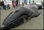 Una ballena varada convertida en espectáculo