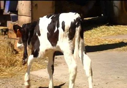 Nace en Lérida un ternero con seis patas