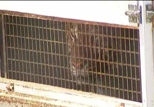 Dos tigres y tres leones abandonados en una nave