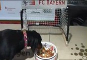 Sissi, una perra salchica predice que el Bayern ganará mañana la Champions