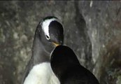 Los pingüinos gay, a punto de ser padres