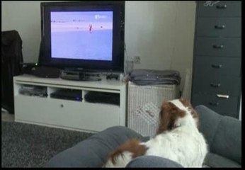 Primer canal de televisión para perros