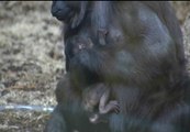 Nace el primer bebé de gorila en Cabárceno