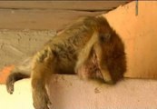 Un macaco de Gibraltar se escapa durante tres días y tiene en jaque a los vecinos de un pueblo de Valencia
