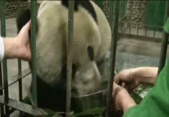 Hallan a un oso panda gigante salvaje herido