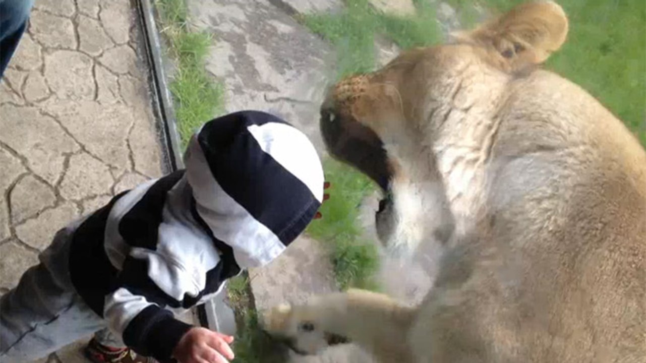 El bebé que no teme a los leones