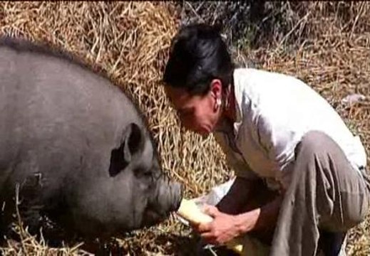 Los cerdos vietnamitas invaden Elda