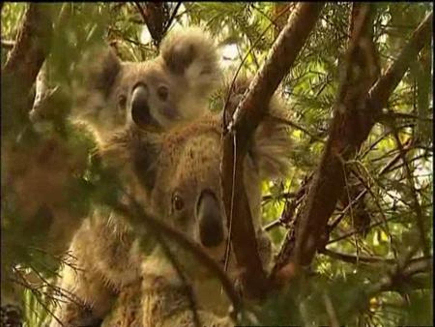 ⁣Koalas, ¿en peligro de extinción?