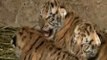 Nacen tres crías del cruce entre un tigre de Bengala y un tigre siberiano