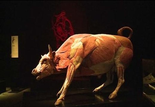 Gunther von Hagen llena de animales disecados el Museo de Historia Natural de Londres