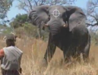 Así se mata un elefante