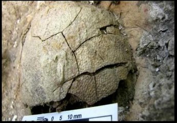 El origen de los pájaros