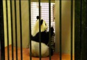 Aparean a los dos únicos osos panda del Reino Unido